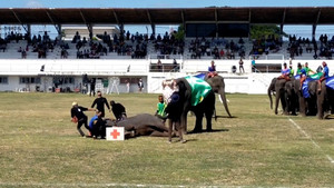 Voi diễn kịch giả vờ bị thương trong trận bóng đá khiến khán giả thích thú