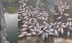 Xác định nguyên nhân cá chết hàng loạt, nổi trắng mặt ao ở Sơn La