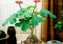 Cây ngô đồng cảnh có ý nghĩa gì?