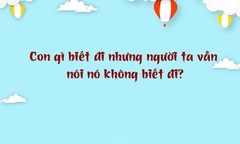 Con gì biết đi nhưng người ta vẫn nói là không biết đi?