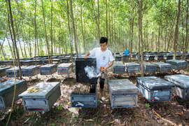 Nhọc nhằn nghề chăn ong ‘du mục’ 