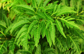 Tác dụng bất ngờ của đinh lăng trong làm đẹp