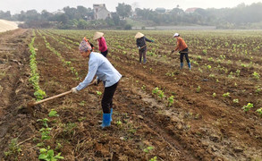 Từng bước hình thành vùng sản xuất tập trung ở huyện Lạc Thủy