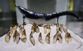 Cận cảnh những mẫu hóa thạch niên đại hàng trăm triệu năm trưng bày ở Hà Nội