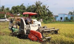 Giá gạo Việt Nam xuất khẩu tăng mức cao nhất trong 3 tháng