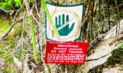 Manchineel - loài cây nguy hiểm nhất thế giới