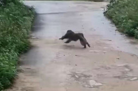 Khỉ tấn công nhiều người, cắn chết 4 con chó ở Quảng Nam