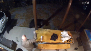 Chủ nhà gan dạ xua đuổi hai chú gấu đột nhập