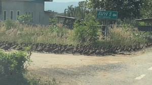 Ngoạn mục 'đoàn tàu' vịt lạch bạch băng qua đường