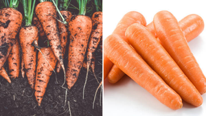 Nên mua cà rốt sạch hay còn dính bùn đất?