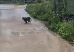 Bẫy, bắn gây mê khỉ tấn công nhiều người, cắn chết 4 con chó ở Quảng Nam