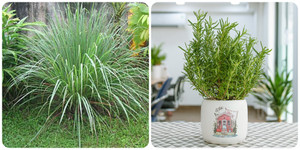 5 loại cây có mùi thơm trồng trong nhà giúp đuổi muỗi không cần dùng đến thuốc