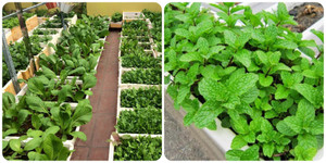 Có nên trồng rau củ trong thùng xốp?