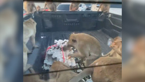 Đàn khỉ điên cuồng nhào lên xe bán tải trộm trứng gà