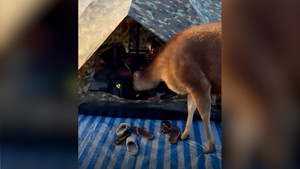 Nai liều lĩnh mò vào lều tìm thức ăn 