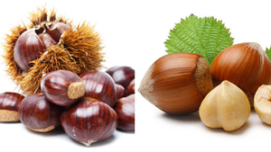 Cách phân biệt hạt dẻ và hạt phỉ