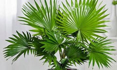 Có nên trồng cây cọ cảnh trong nhà?