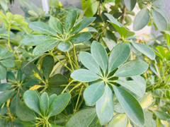 Ý nghĩa phong thủy của cây ngũ gia bì