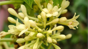 Cách chế biến 5 món ngon từ hoa đu đủ đực