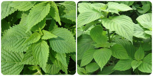 Điều gì sẽ xảy ra nếu bạn thường xuyên ăn lá kinh giới?