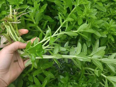 Rau ngổ có tác dụng gì và các bài thuốc chữa bệnh từ rau ngổ