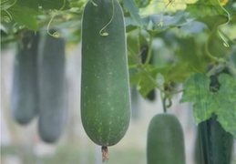 Tại sao bí xanh là thần dược cho sức khỏe?