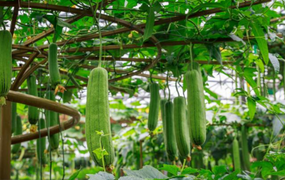 Quả mướp có công dụng gì cho sức khỏe?