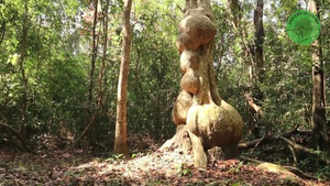 Thân cây có nhiều khối u kỳ quái độc nhất Việt Nam