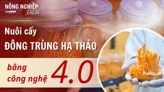 Nông nghiệp đô thị: Mang thời tiết Himalaya về nhà để nuôi đông trùng hạ thảo 
