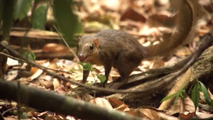 Loài vật gây tranh cãi ở VQG Cát Tiên: Sóc, chuột, hay linh trưởng?