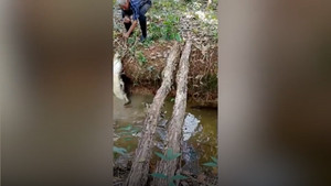 Dân làng dùng dây thừng bắt được cá sấu khổng lồ ẩn nấp dưới mương