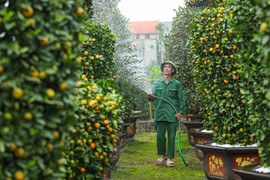 Quất lục bình tiền triệu trĩu quả, sắp tung ra thị trường Tết Giáp Thìn 2024