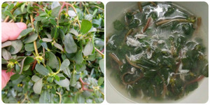 Rau mọc đầy ở Việt Nam được Tổ chức Y tế thế giới ghi vào danh mục cây thuốc