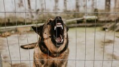 3 con chó nhà hàng xóm sổng chuồng, người phụ nữ bị cắn chết thương tâm