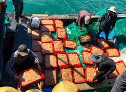 ‘Lộc biển’ về sớm, ngư dân Bình Định kiếm tiền triệu chỉ vài giờ