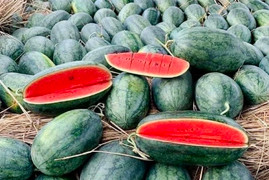 Dưa hấu Việt Nam được xuất chính ngạch sang Trung Quốc