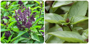 6 tác dụng của rau húng quế với sức khoẻ