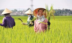 Việt Nam sẵn sàng hợp tác với các quốc gia để cung cấp lúa gạo