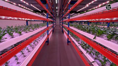 Trang trại trồng rau thẳng đứng 10.000 m2 ở Dubai