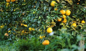 Vườn cam 'tiến vua' đẹp bậc nhất miền Trung 