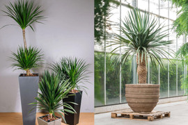 Cây đại lộc hợp mệnh gì?