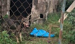 Nữ công nhân ở Hà Tĩnh bị chó cắn tử vong
