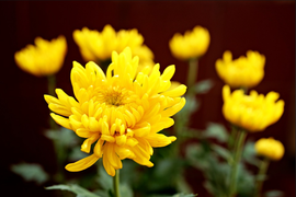 Loại hoa trưng bàn thờ đẹp và ý nghĩa