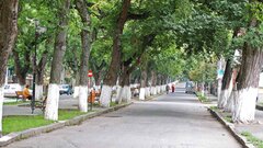 Quét vôi lên gốc cây có tác dụng gì?