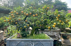 Quất cần thăng giá trăm triệu đồng chơi Tết 2024