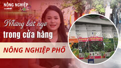 Nông nghiệp đô thị: Những bất ngờ trong cửa hàng Nông nghiệp phố