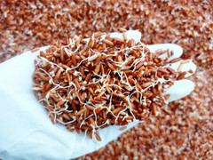 Loại thực phẩm nảy mầm cực tốt cho sức khỏe