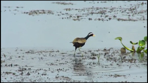 Loài chim đặc biệt có khả năng đi trên mặt nước, lặn rất giỏi ở Việt Nam