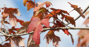 Ý nghĩa phong thủy của cây phong lá đỏ