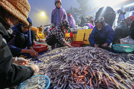 Liên tiếp trúng đậm hải sản, ngư dân thu hàng chục triệu đồng mỗi chuyến ra khơi
